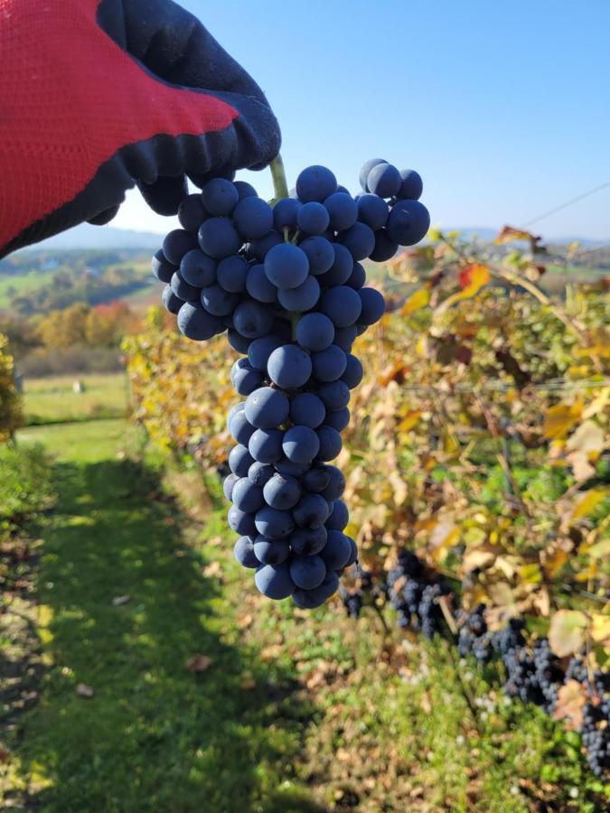 Fantastic View Vineyard Beskid Mountains Gruszow  エクステリア 写真