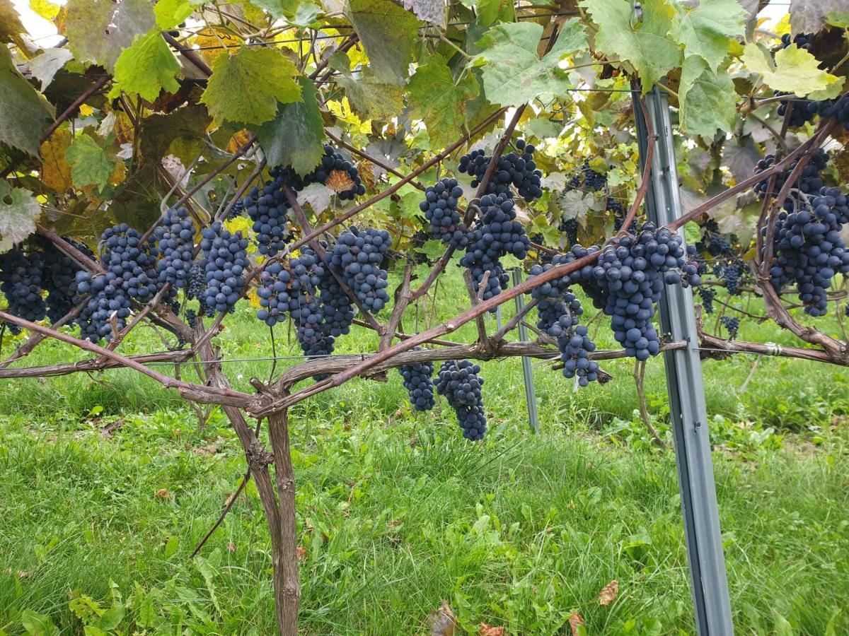Fantastic View Vineyard Beskid Mountains Gruszow  エクステリア 写真